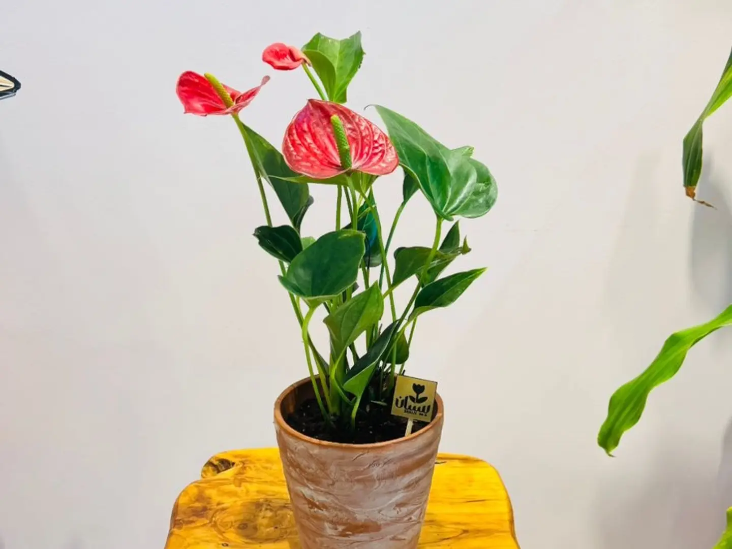 Red Anthurium In A Beautiful Vase