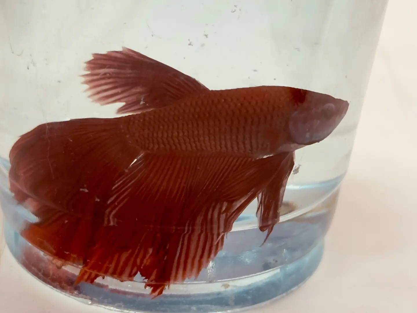 Jumbo Betta Fish, Red Color