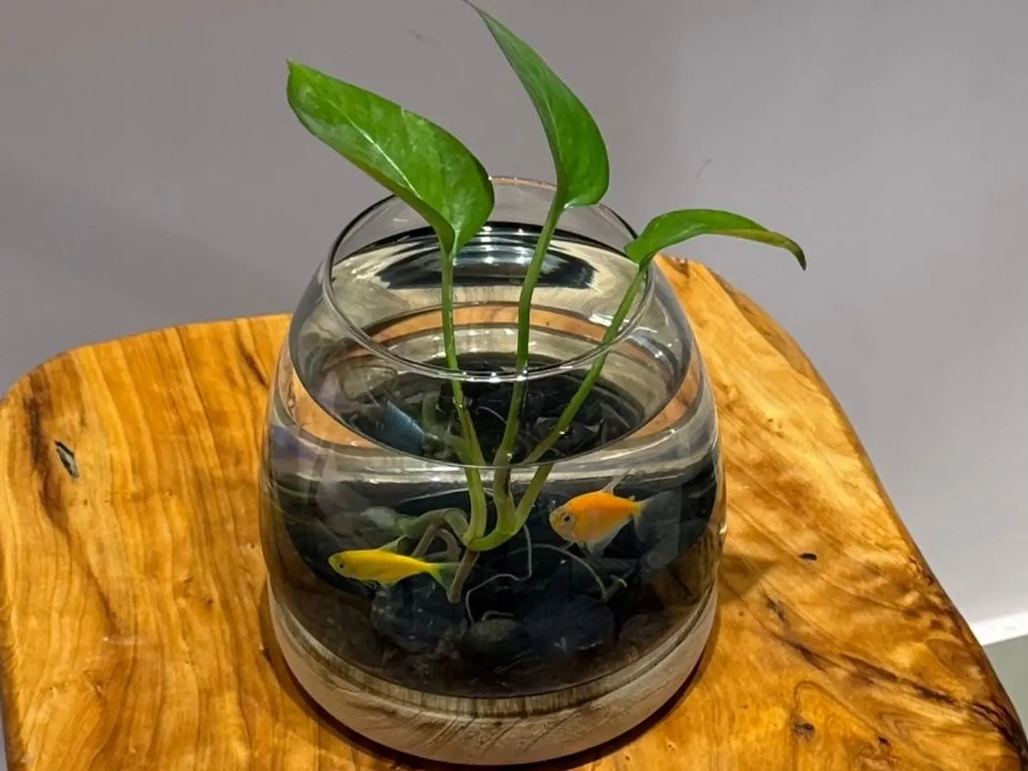 A Beautiful Vase With Pots And Two Fish, Suitable As A Gift.
