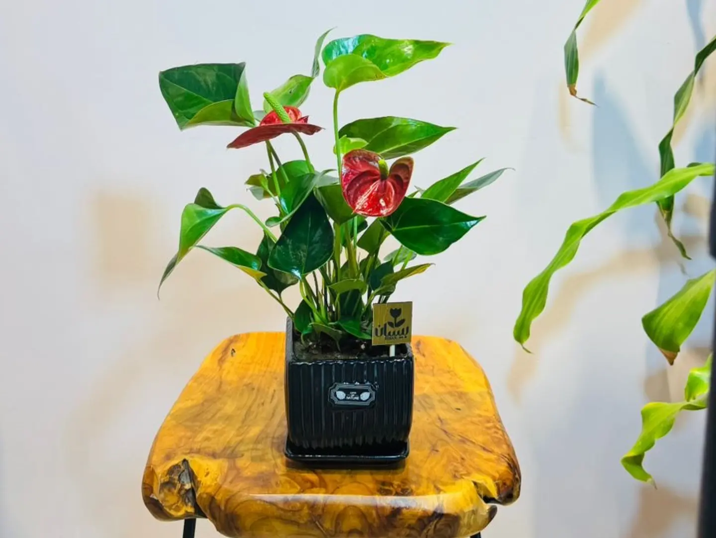 Red Anthurium, Medium Size, Black Vase