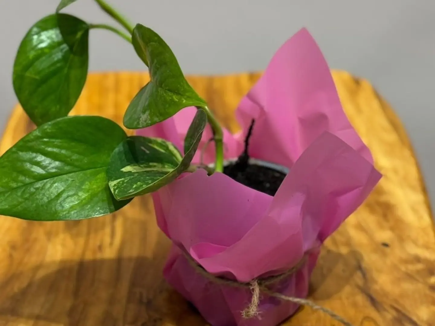 Fuchsia Packaging Boots