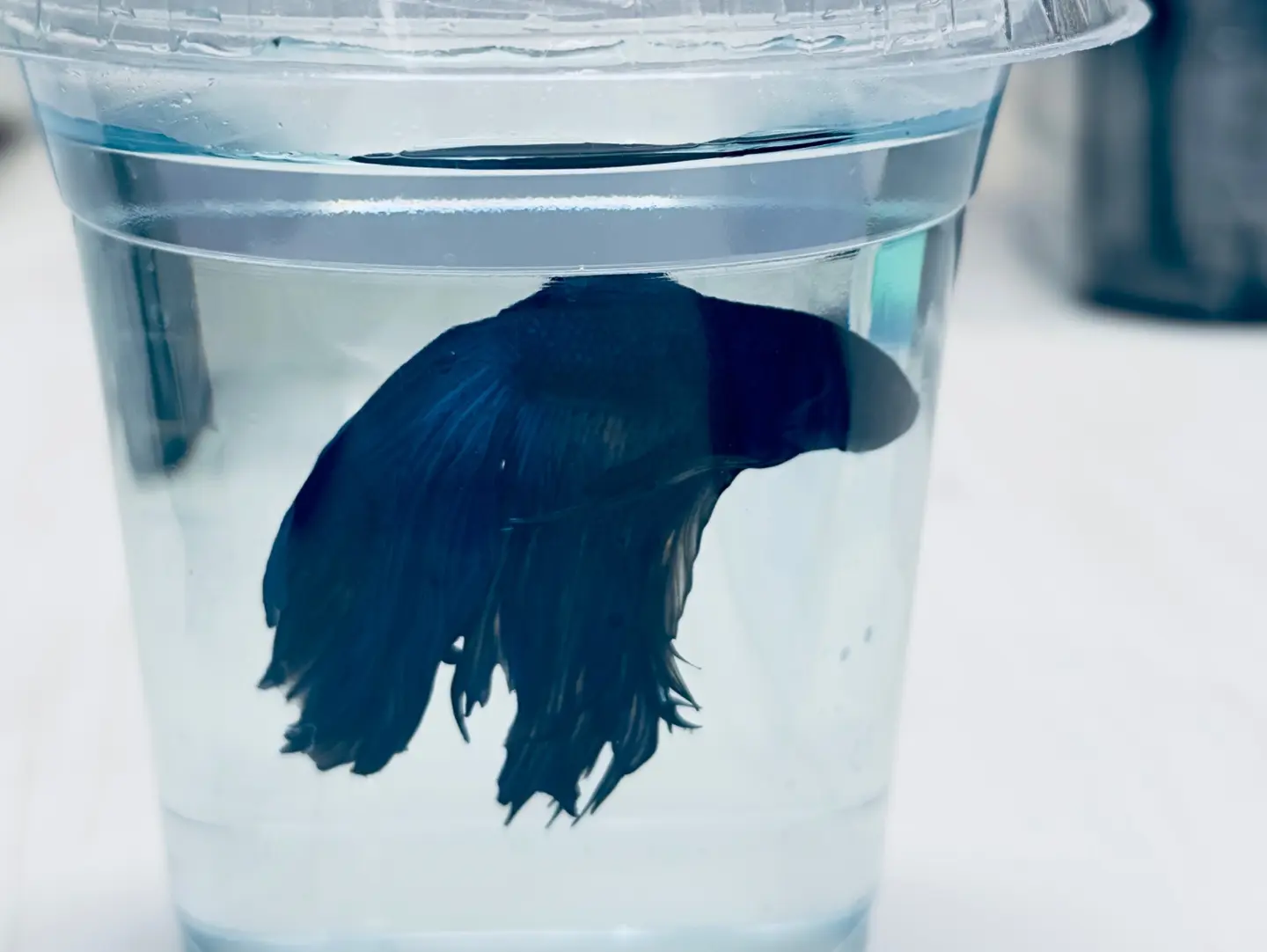 Beautiful Blue Betta Fish