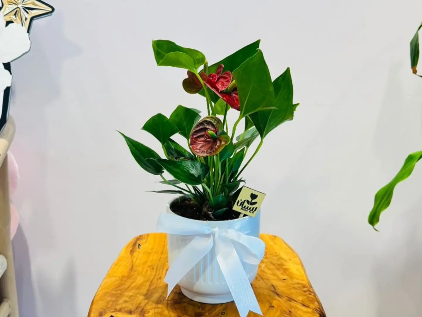 Antrium, Medium Size, With A White Vase