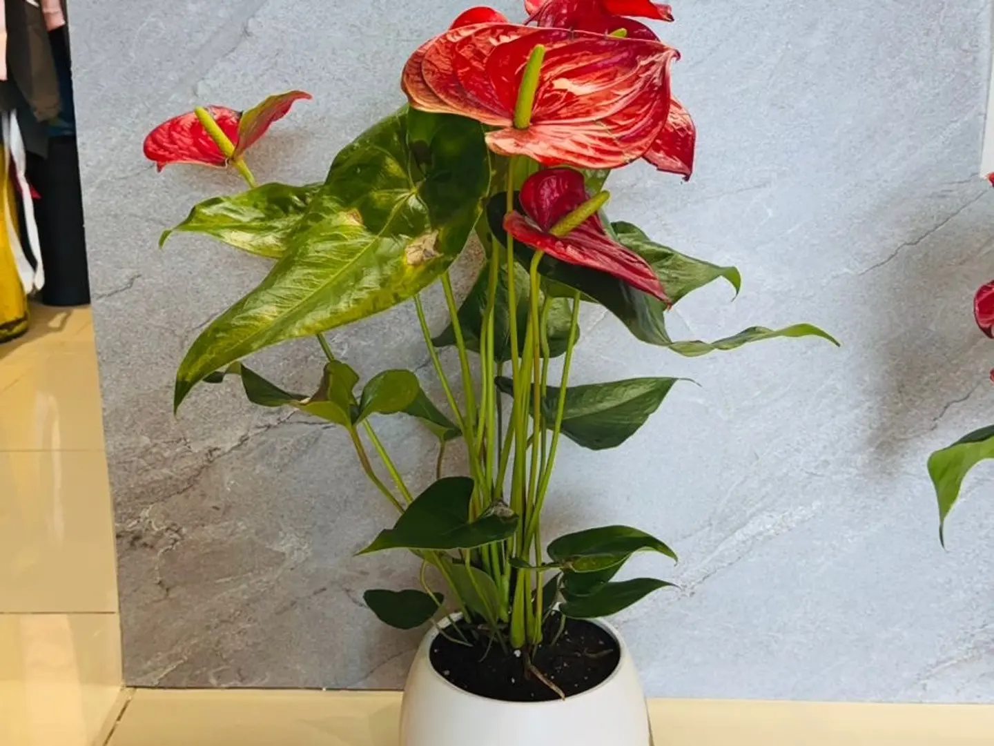 Anthurium, Large Size, White Vase
