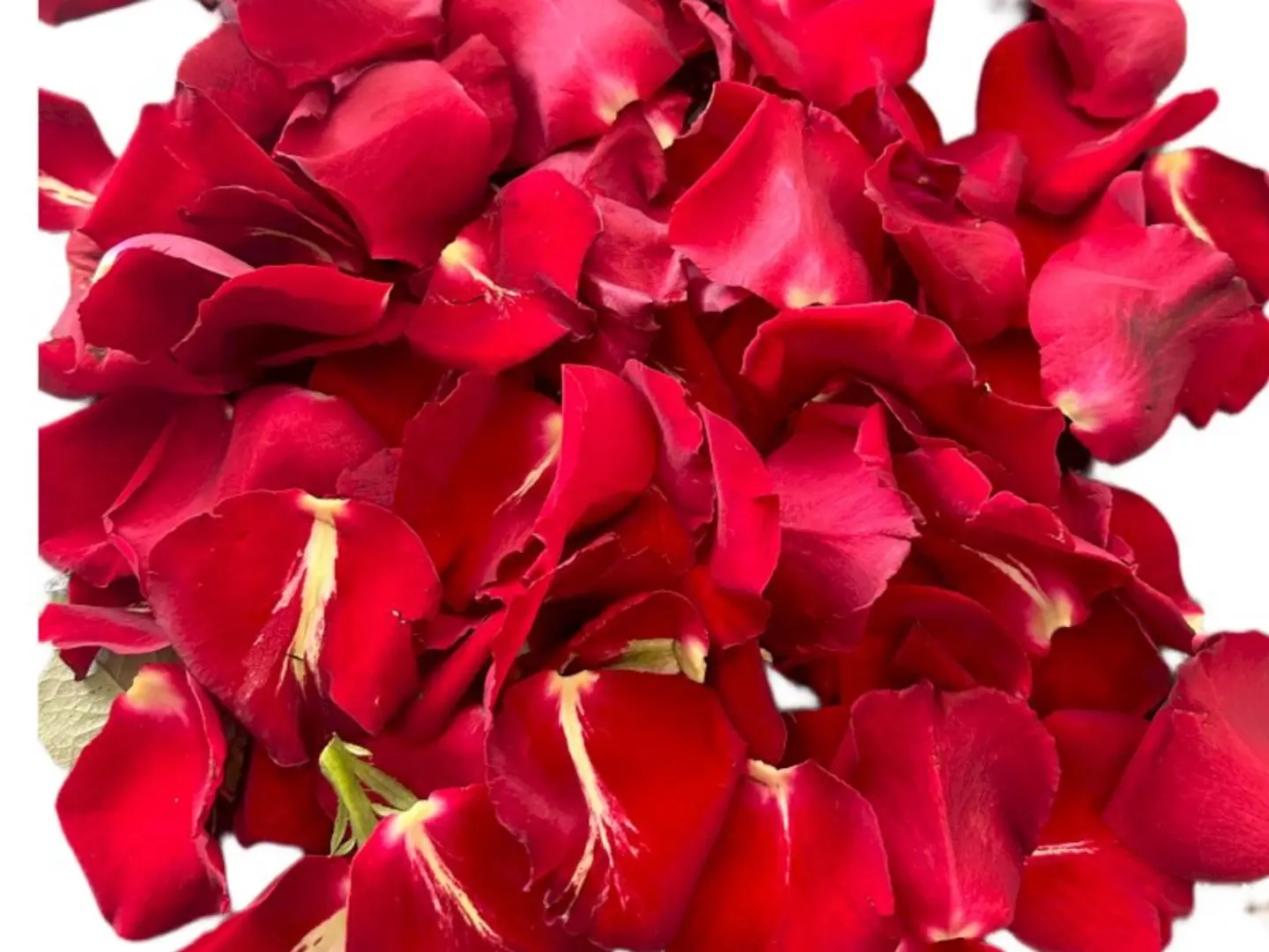 Red Rose Petals