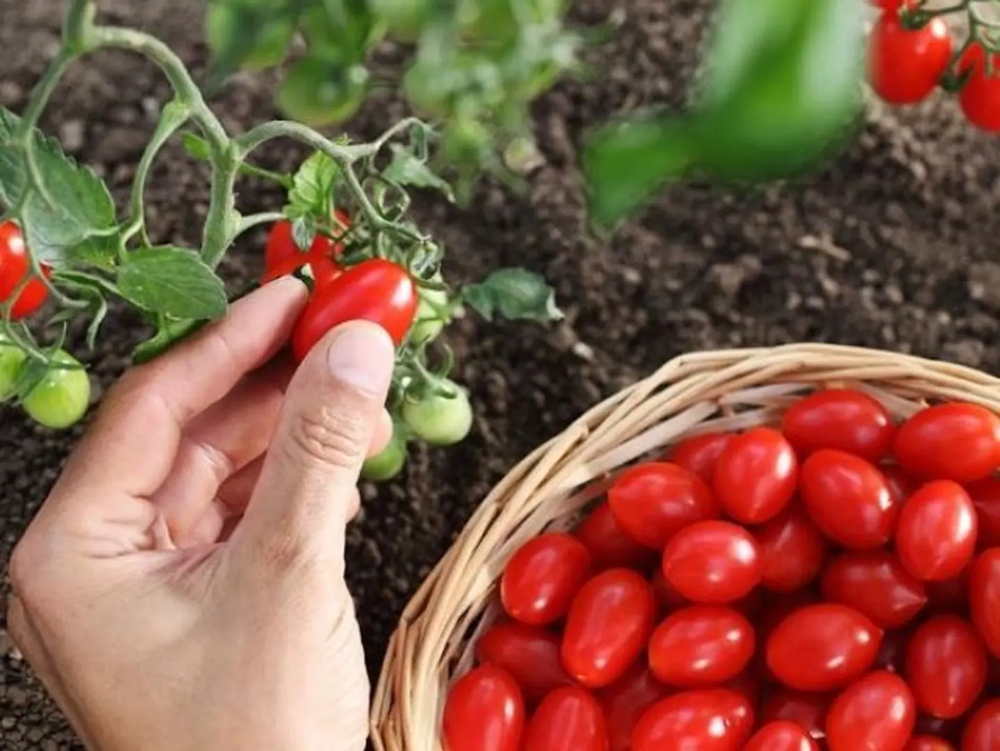 Cherry Tomatoes