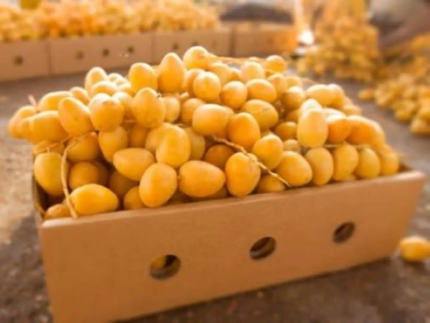 Barhoumi Dates