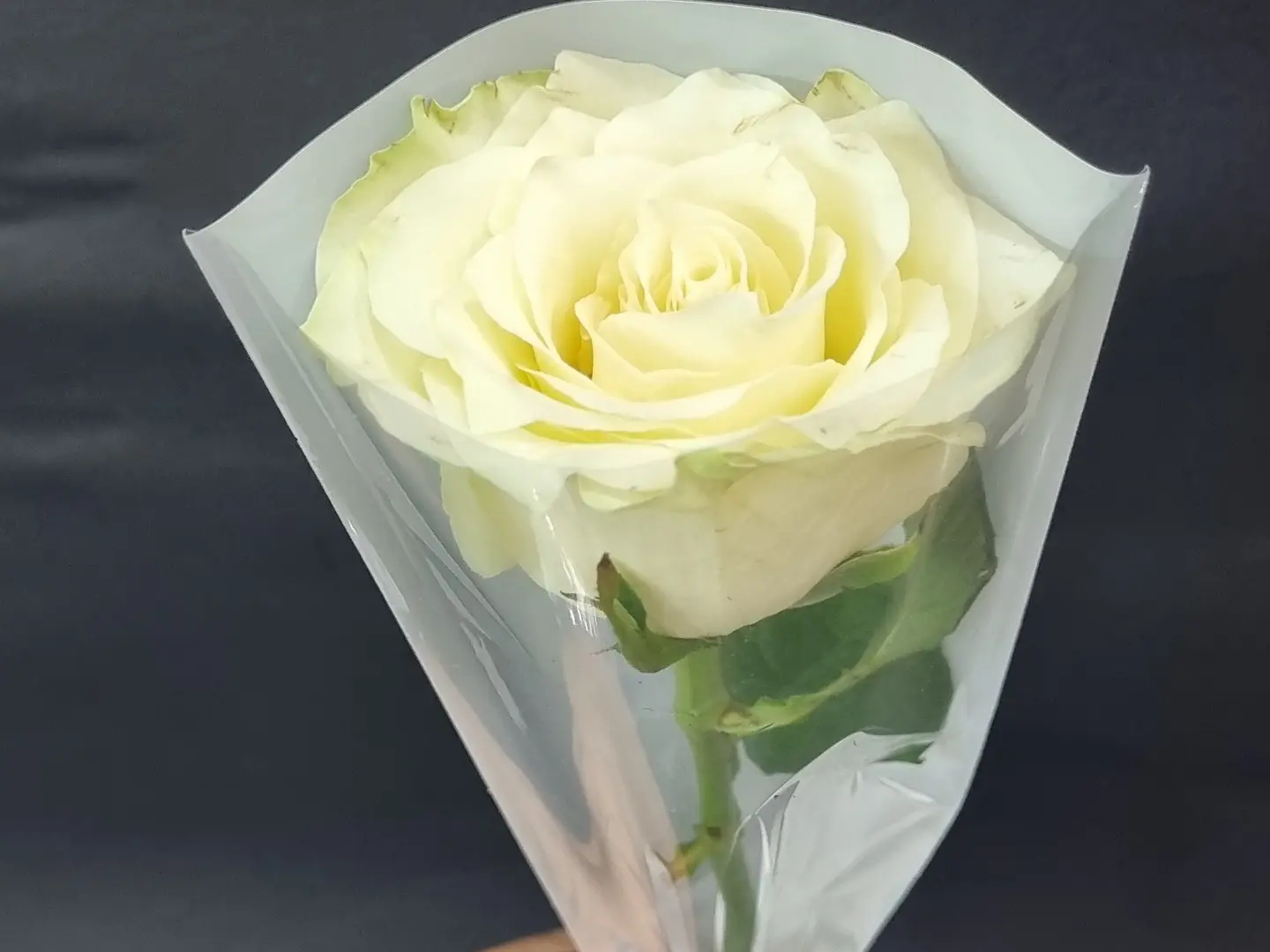 White Rose
