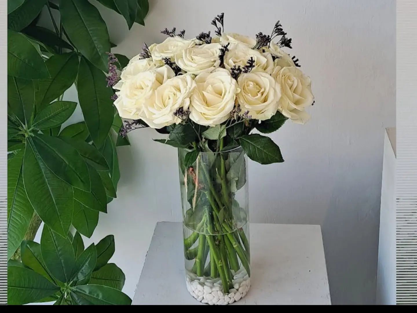 الفازة البيضاء 001