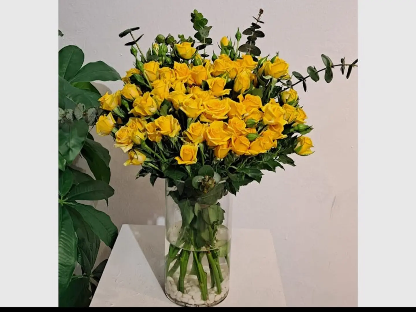 الفازة الصفراء