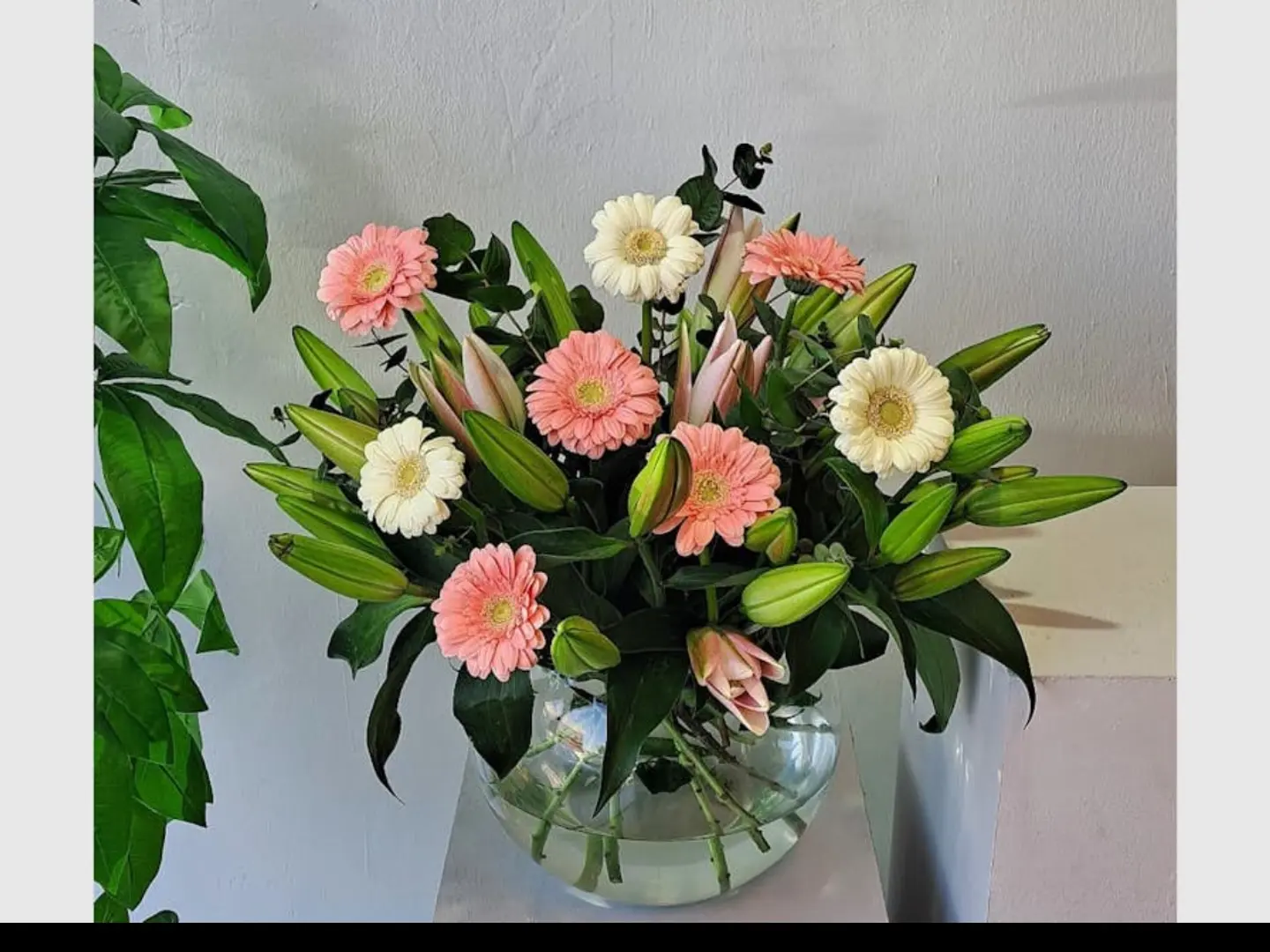 فازة الكازا بلانكا