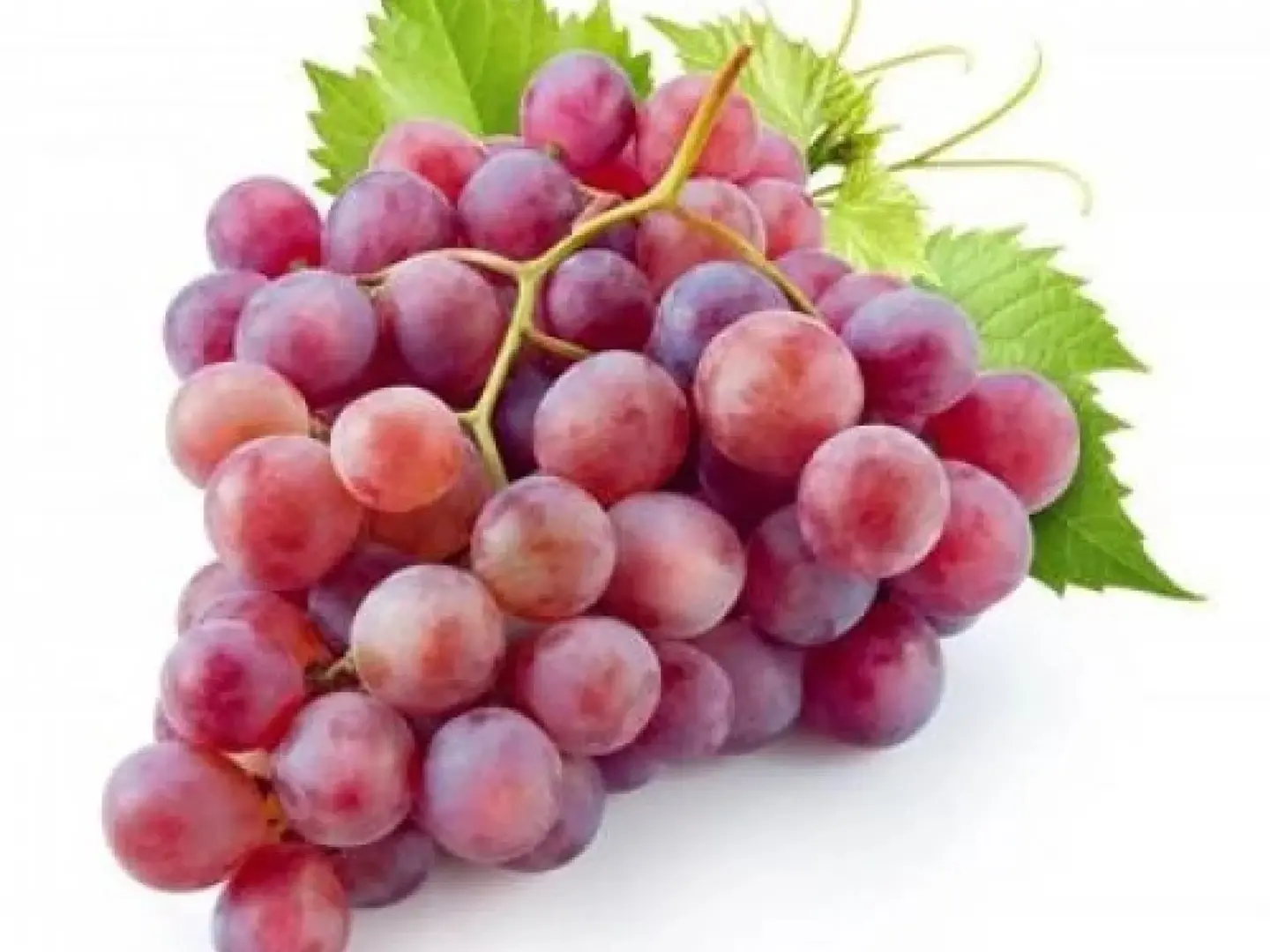 Red Grapes Plat