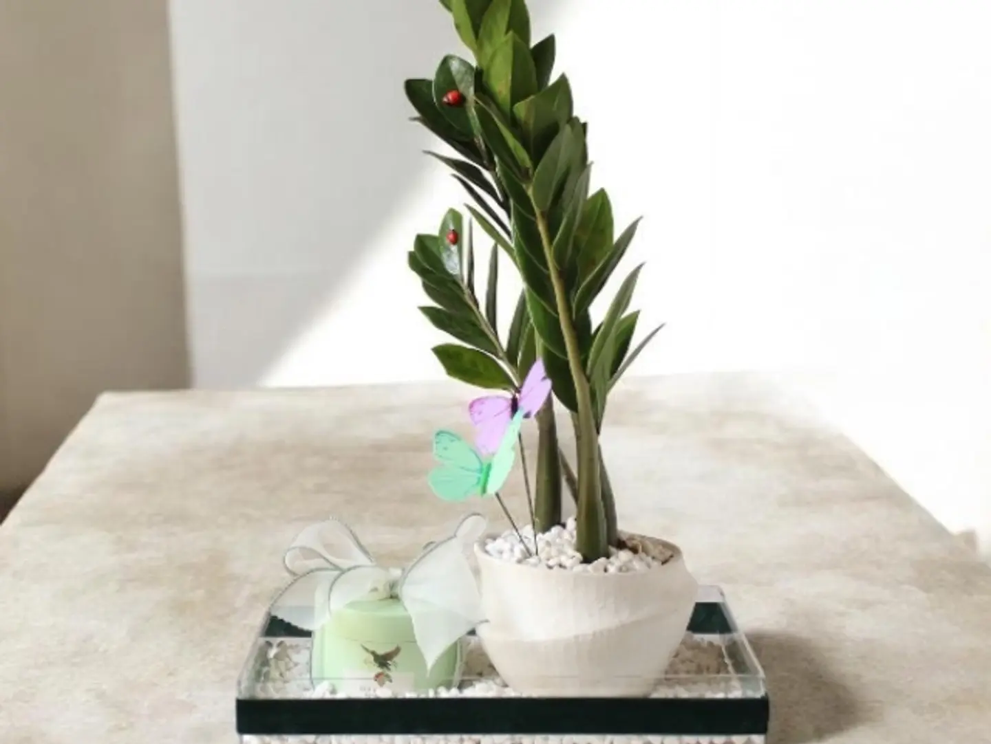 Zamia Plant And Anoush Chocolate