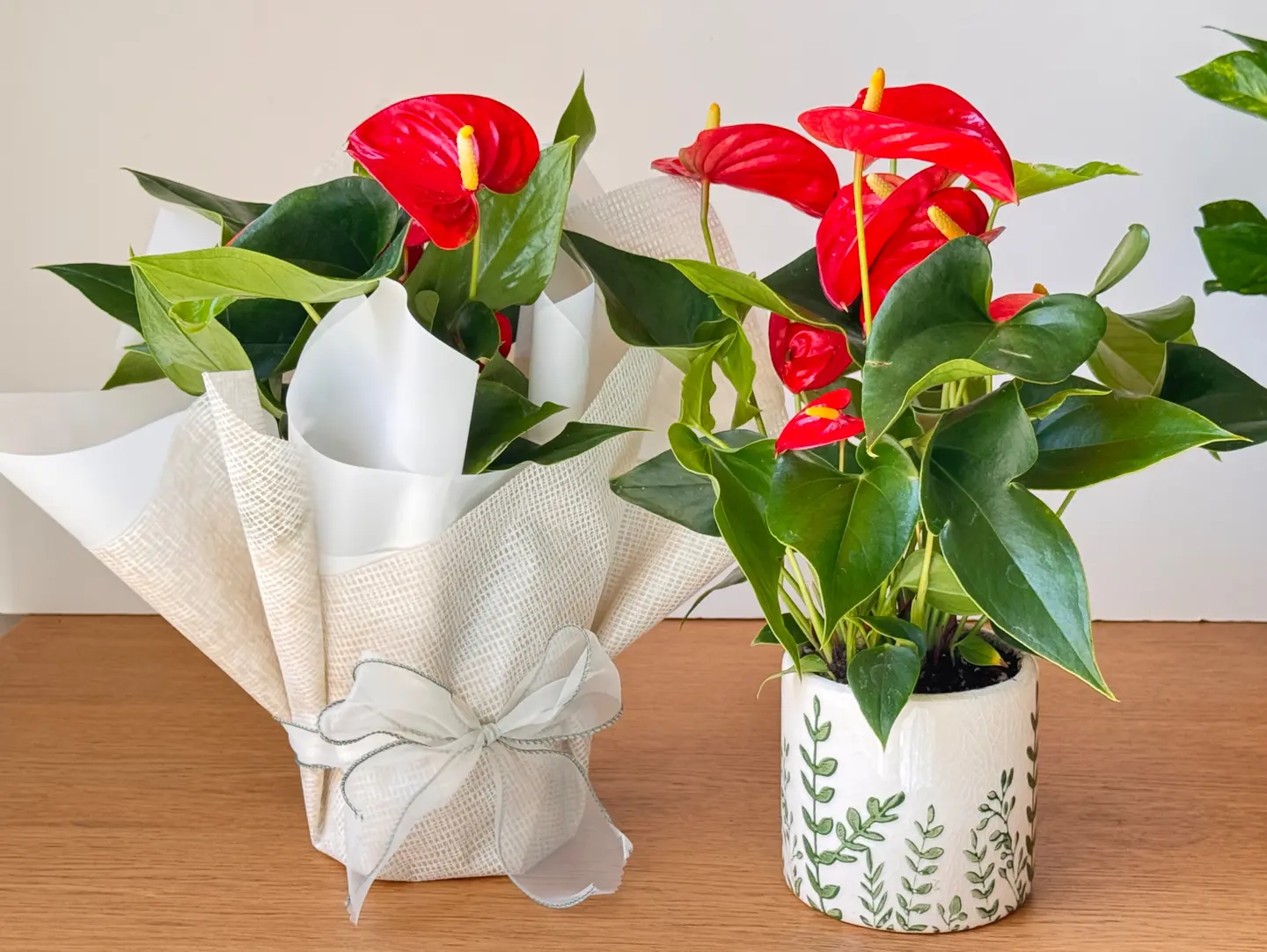 Anthurium