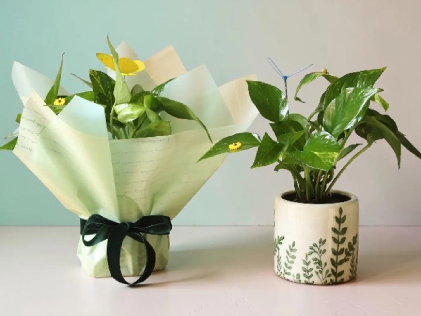 Elegance Summer Plant