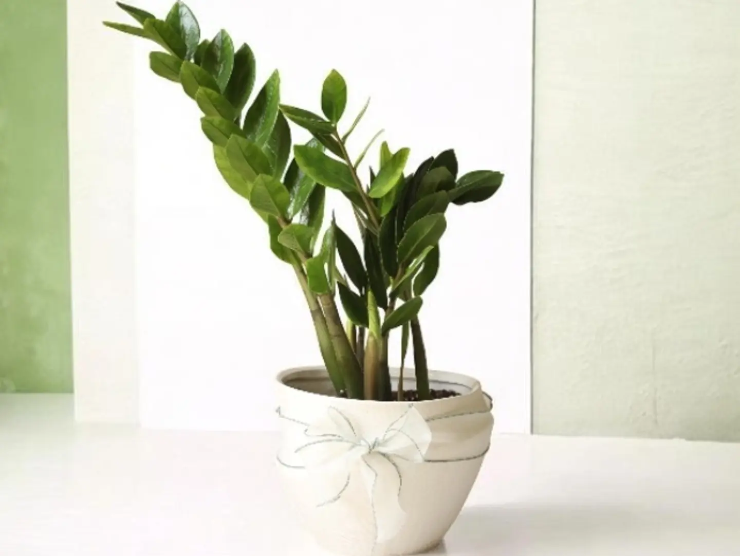 Elegant Zamia Plant