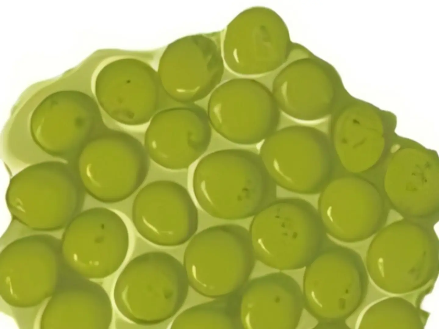 وافل بيض ماتشا وفاصوليا حمراء