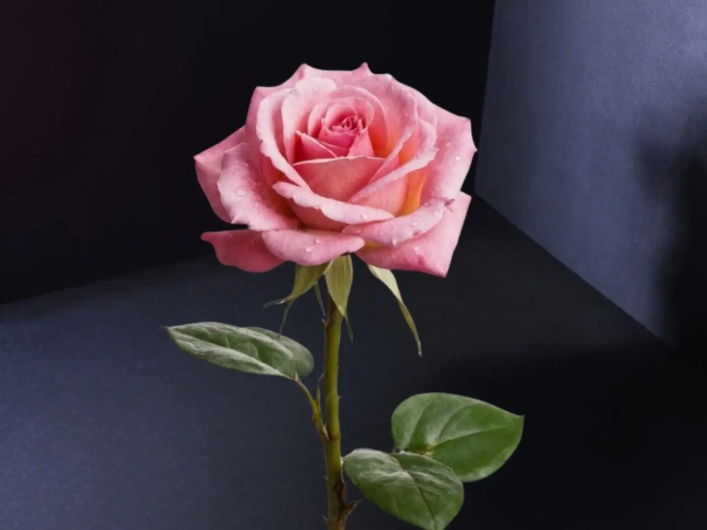 وردة واحدة ورديه