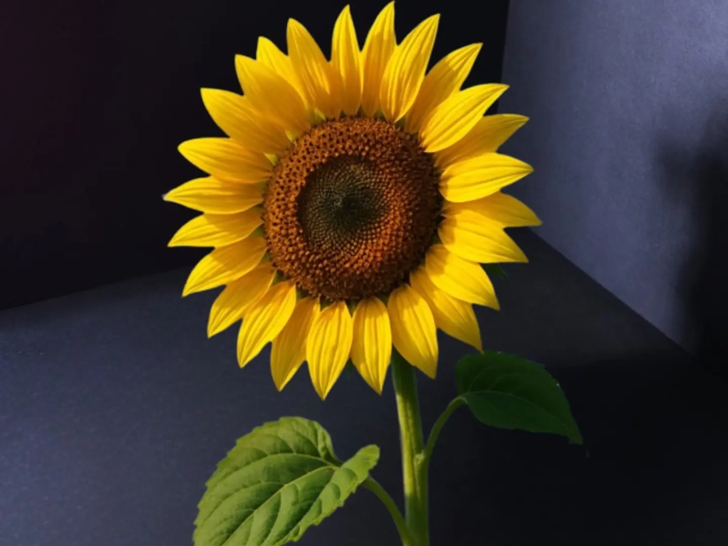 One Sunflower