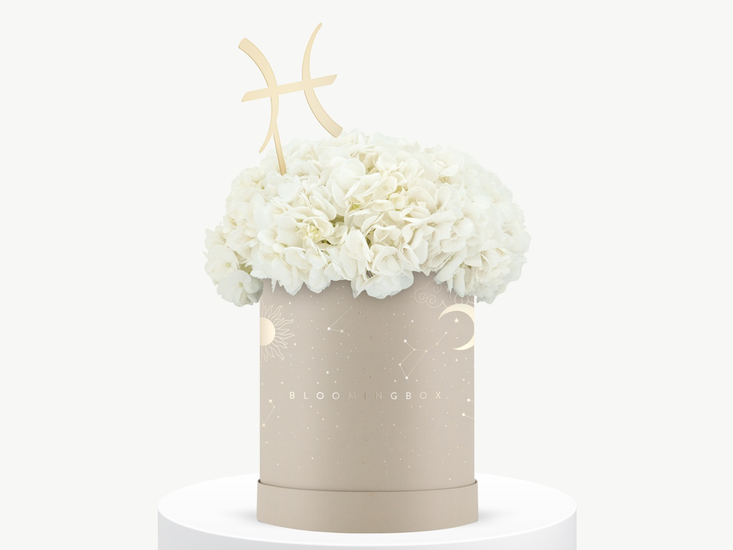 بوكس هيدرانجيا البرج