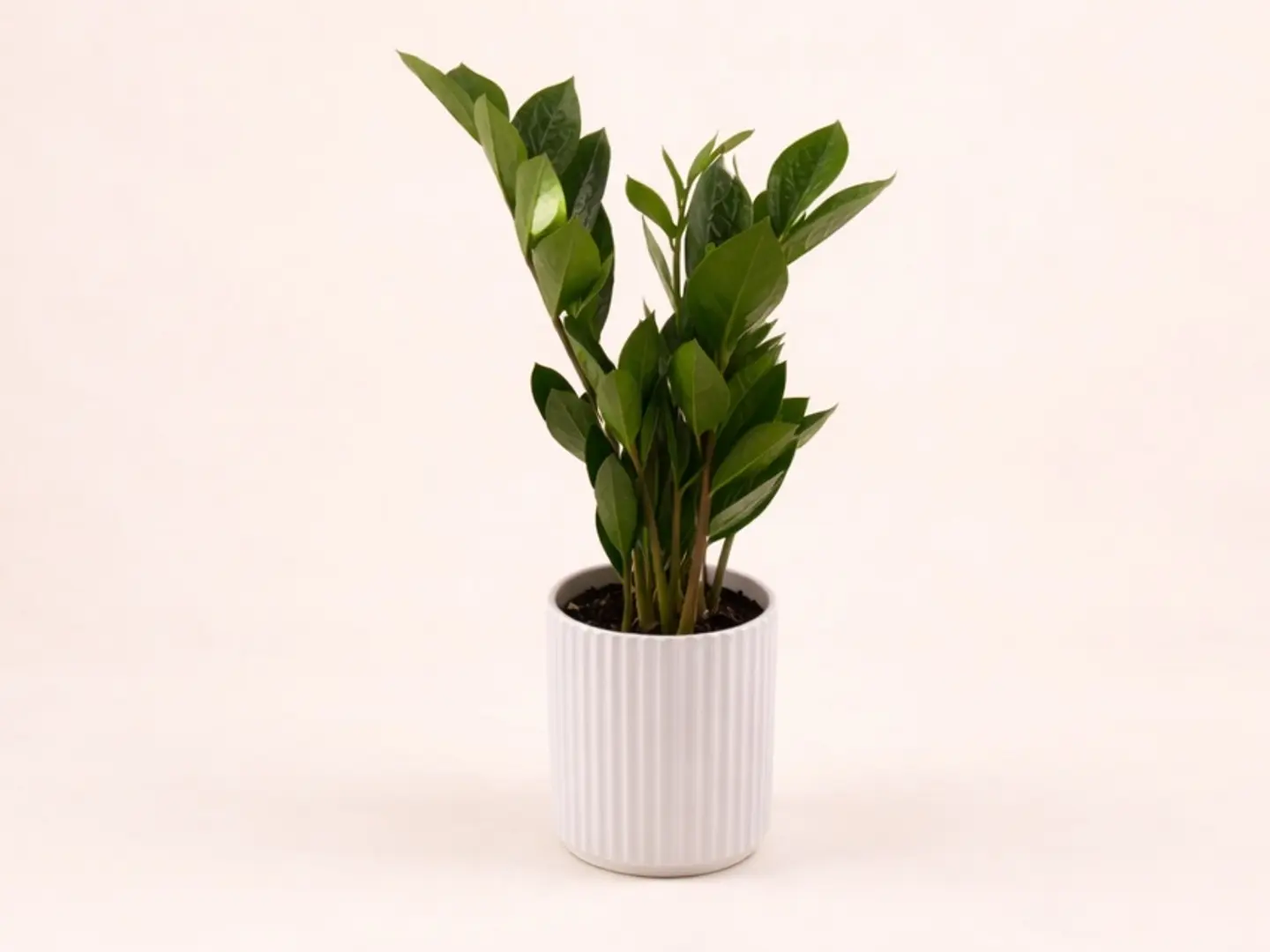Zamia Plant With Beautiful White Ceramic Pot