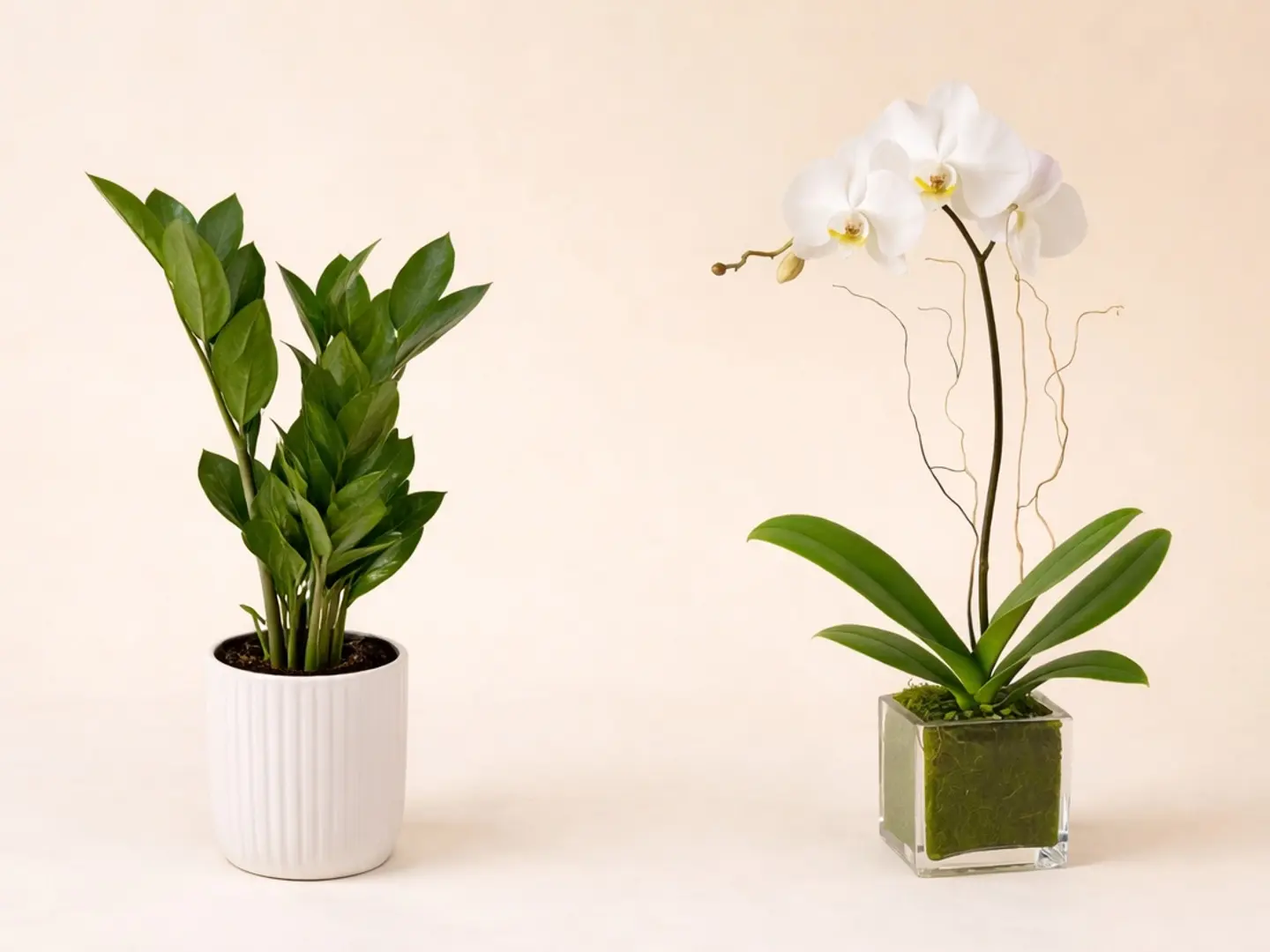 Zamia Plant And Orchid Plant In Beautiful Planters