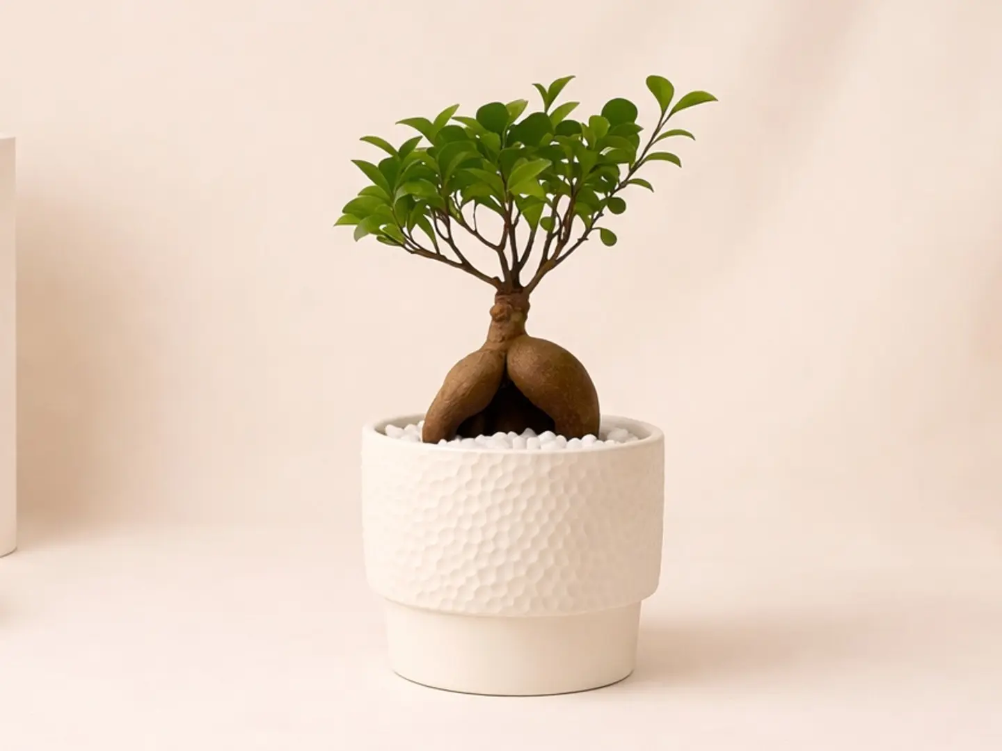 Bonsai Plant In Beautiful White Ceramic Pot