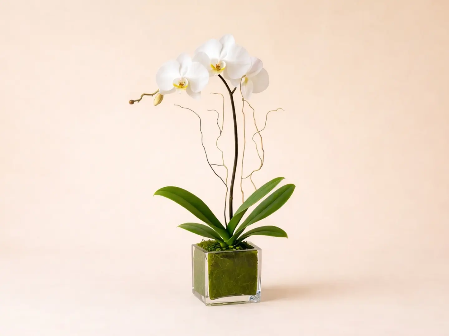 White Orchid Plan In Vase