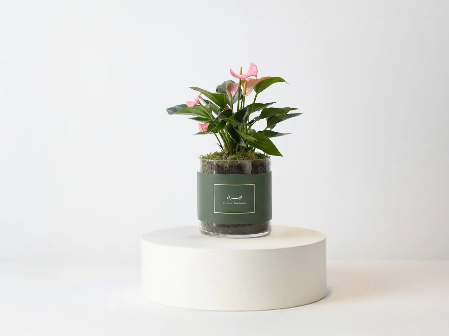 Anthoruim Plant Pink