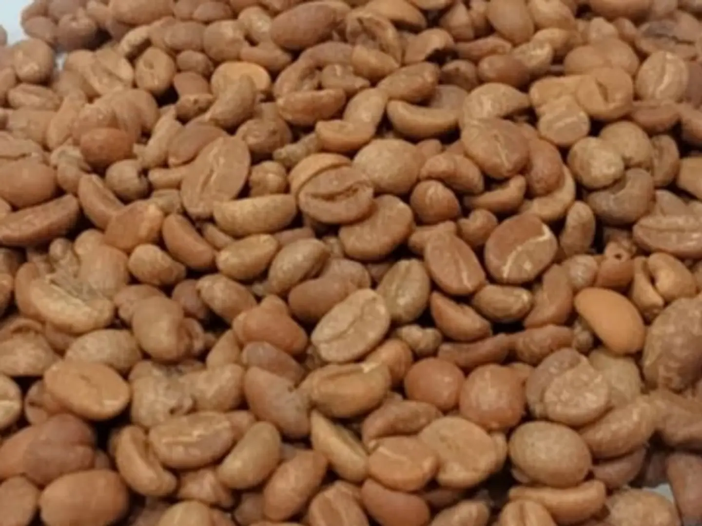 Wild Coffee 500 Grams