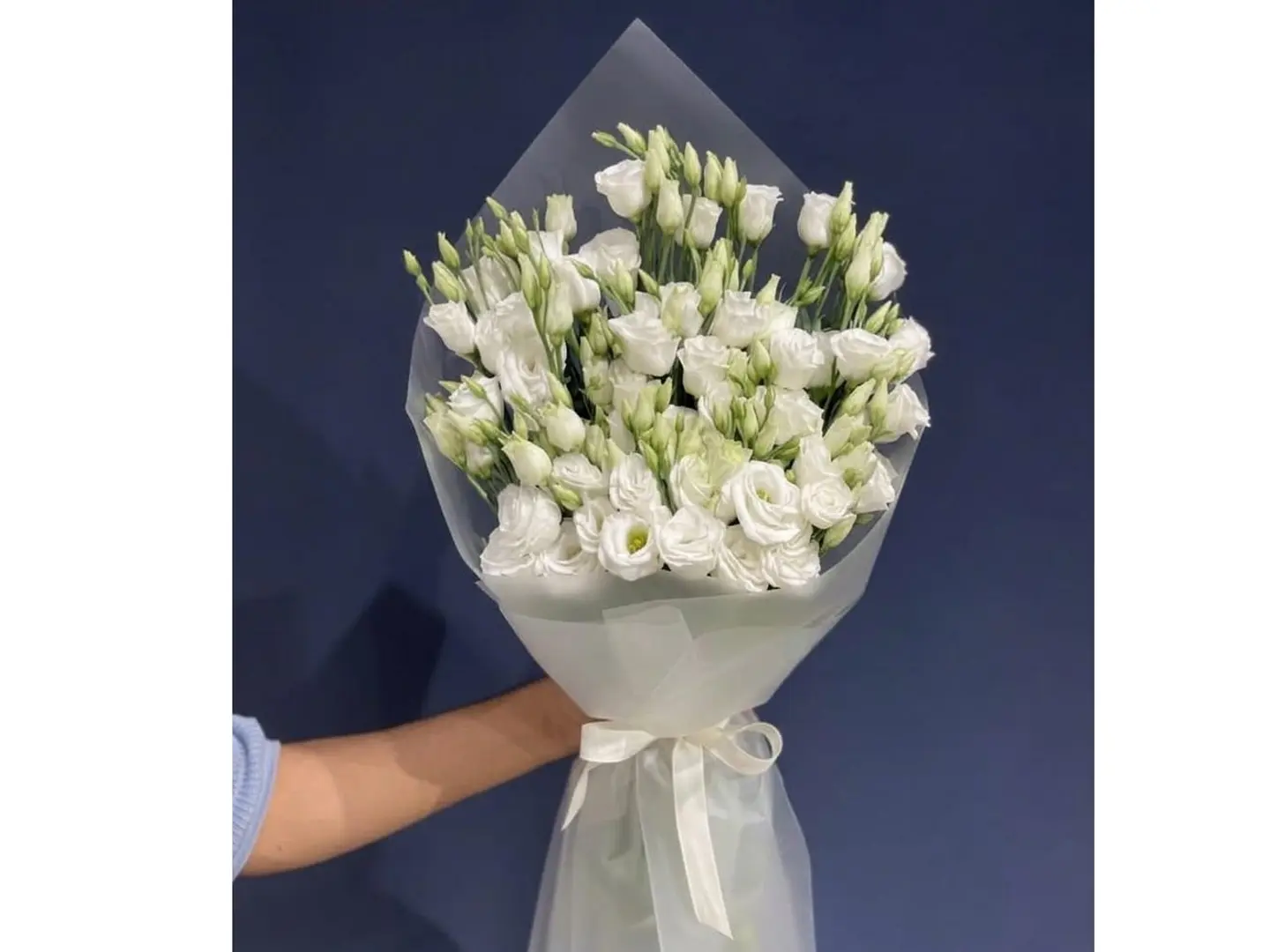 إيستوما مخملي