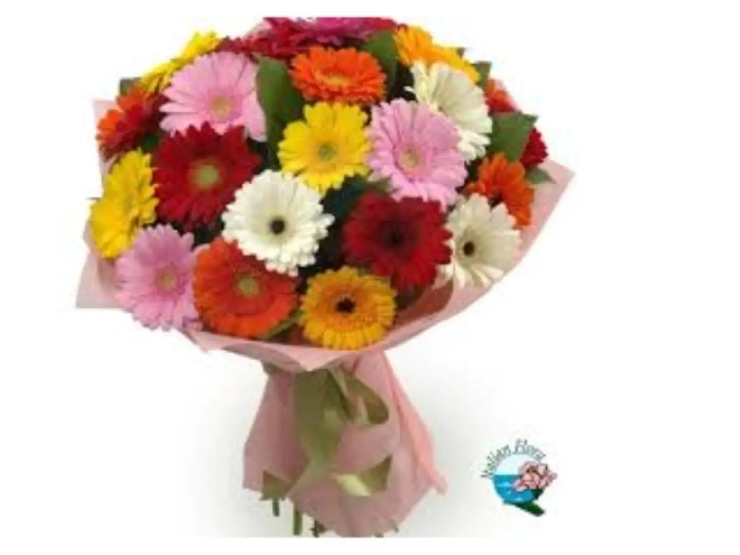 جيربيرا أناقة