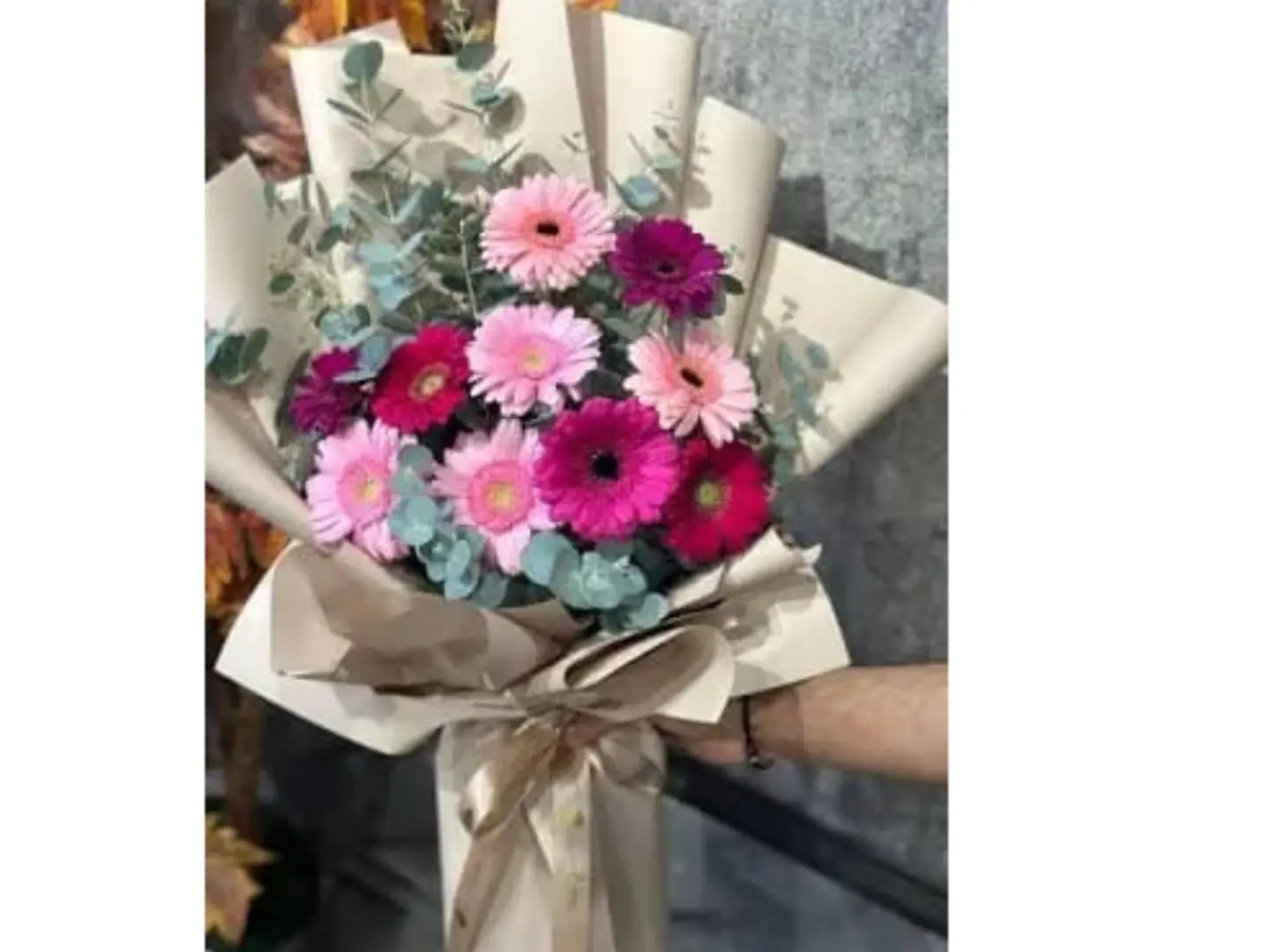 جيربيرا كلاسيك بيوتي