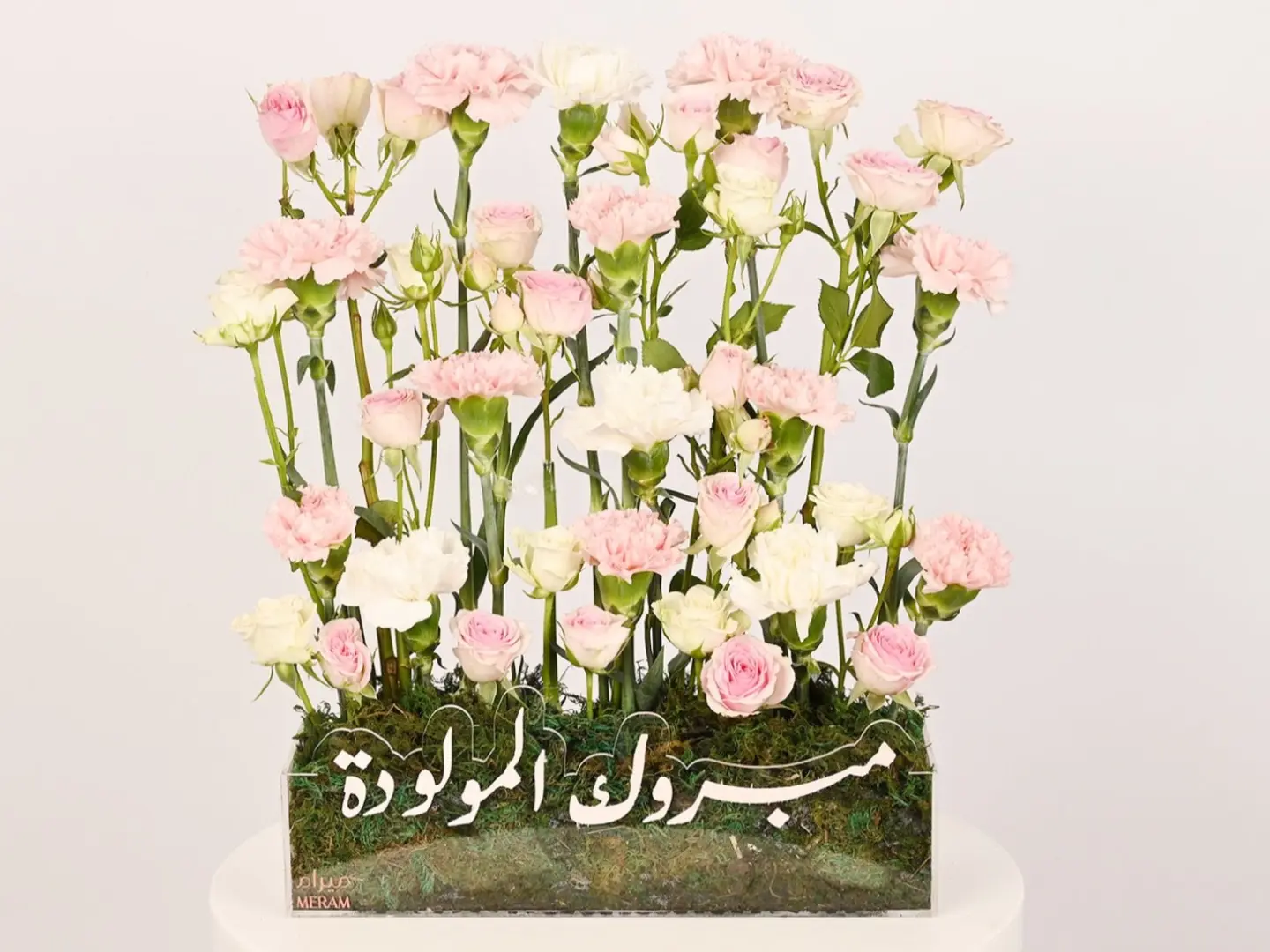 تقديمه مبروك المولوده