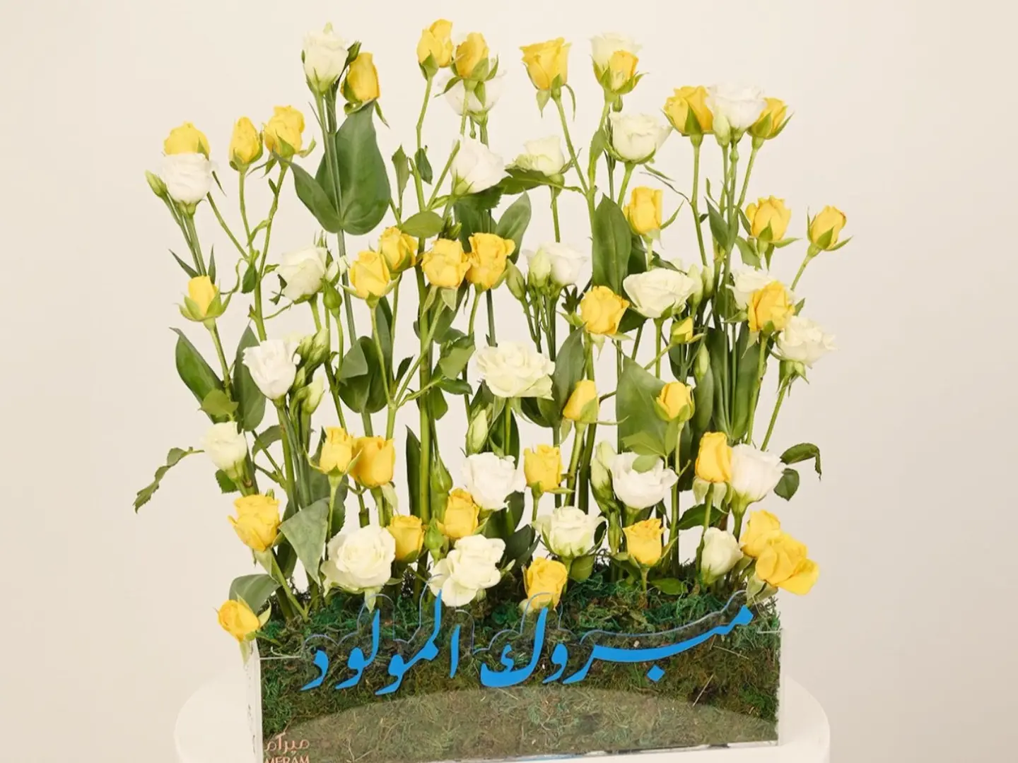 تقديمه مبروك المولود