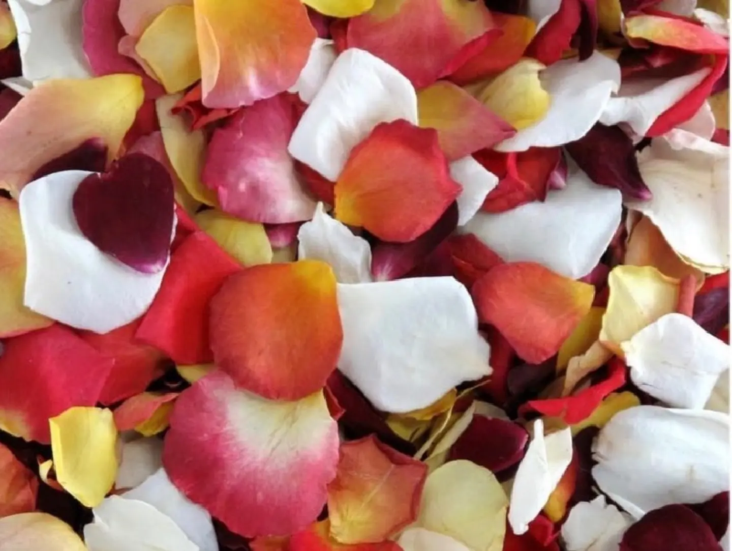 Petals 2