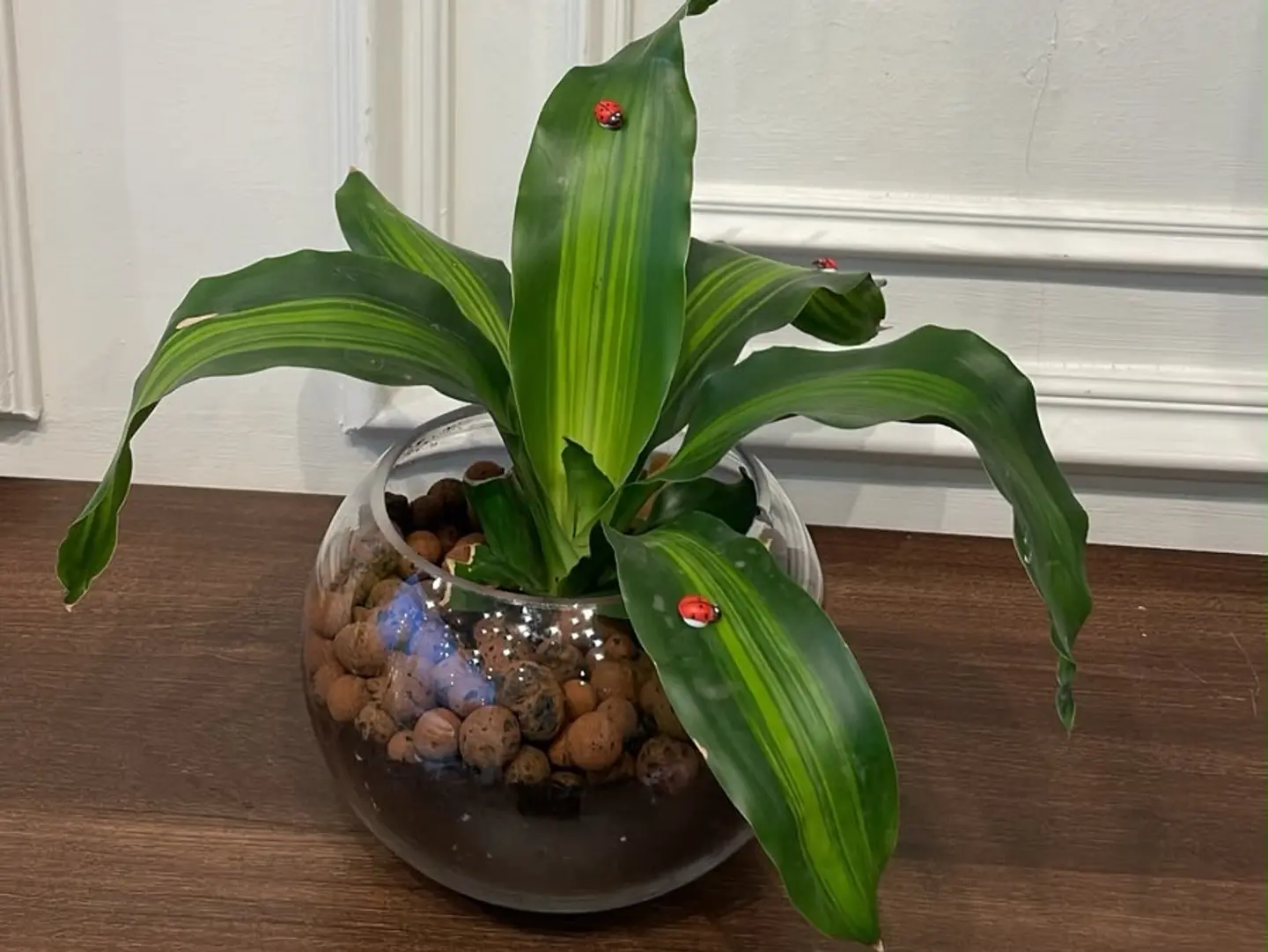 Plant 6