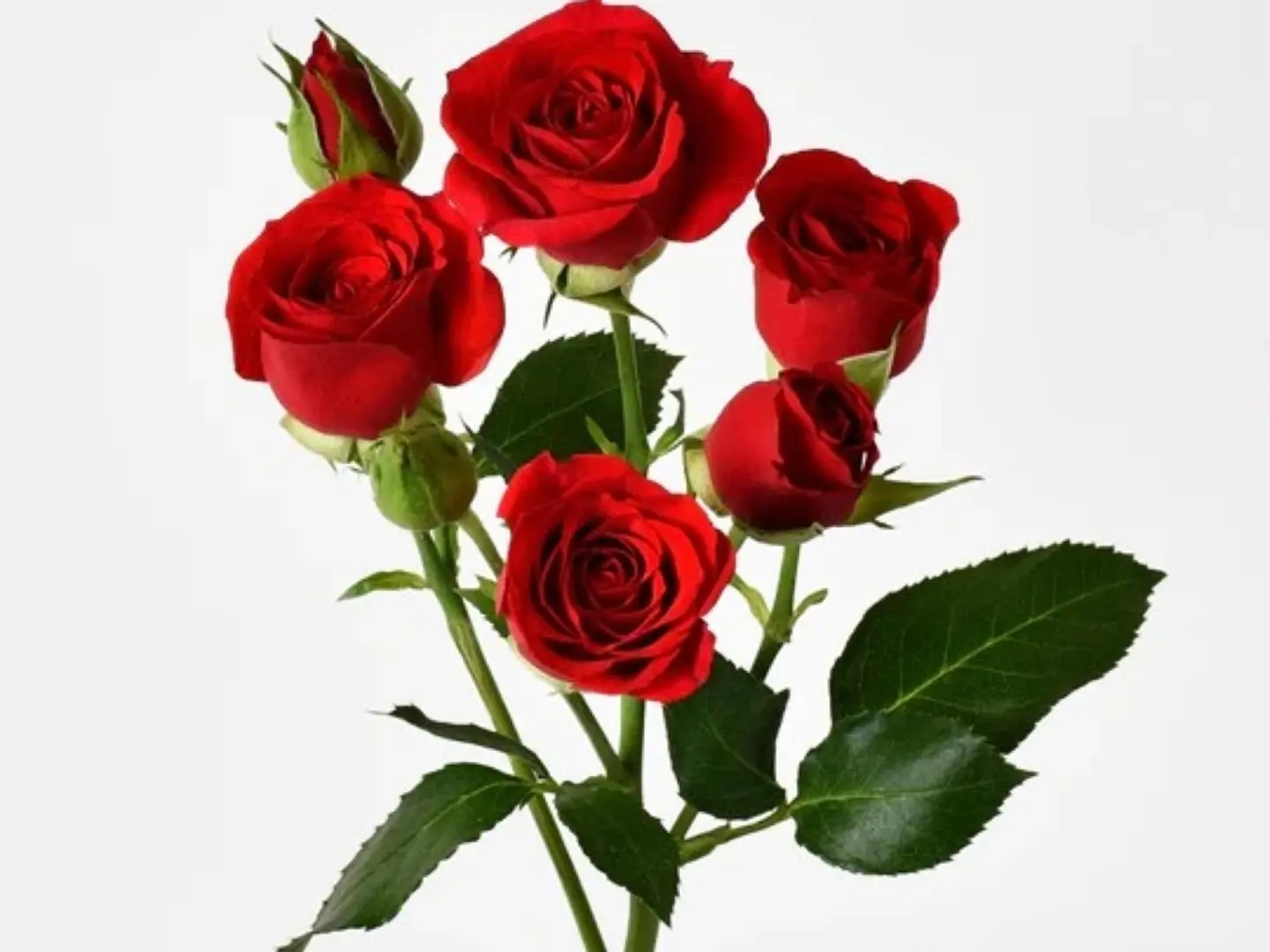 Red Baby Jewelry Roses 4
