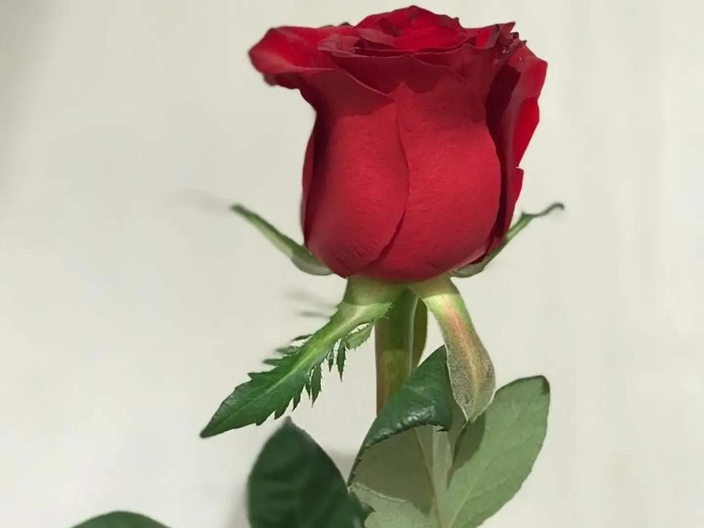 Rose Flower1