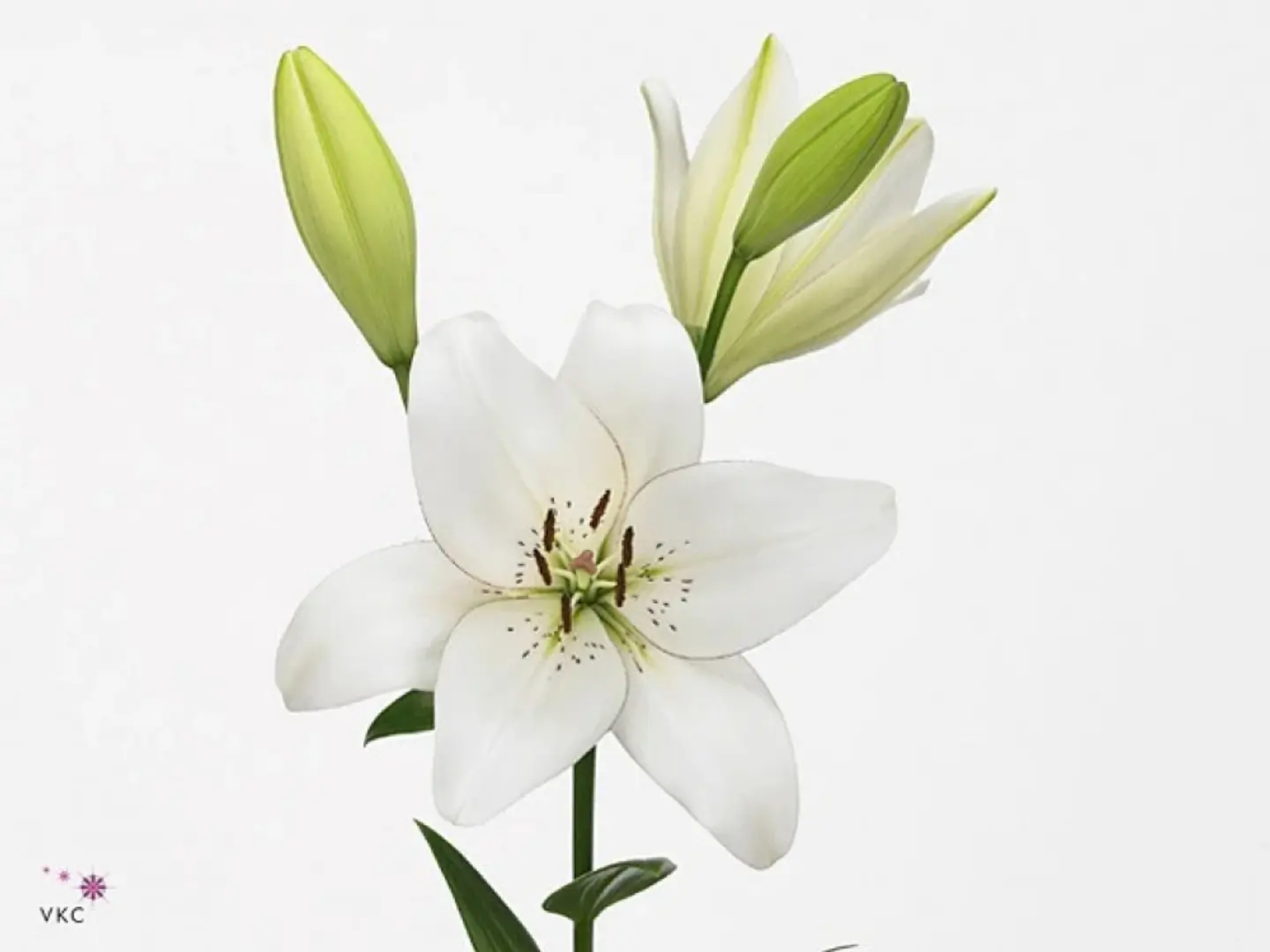 Lily Flower 3