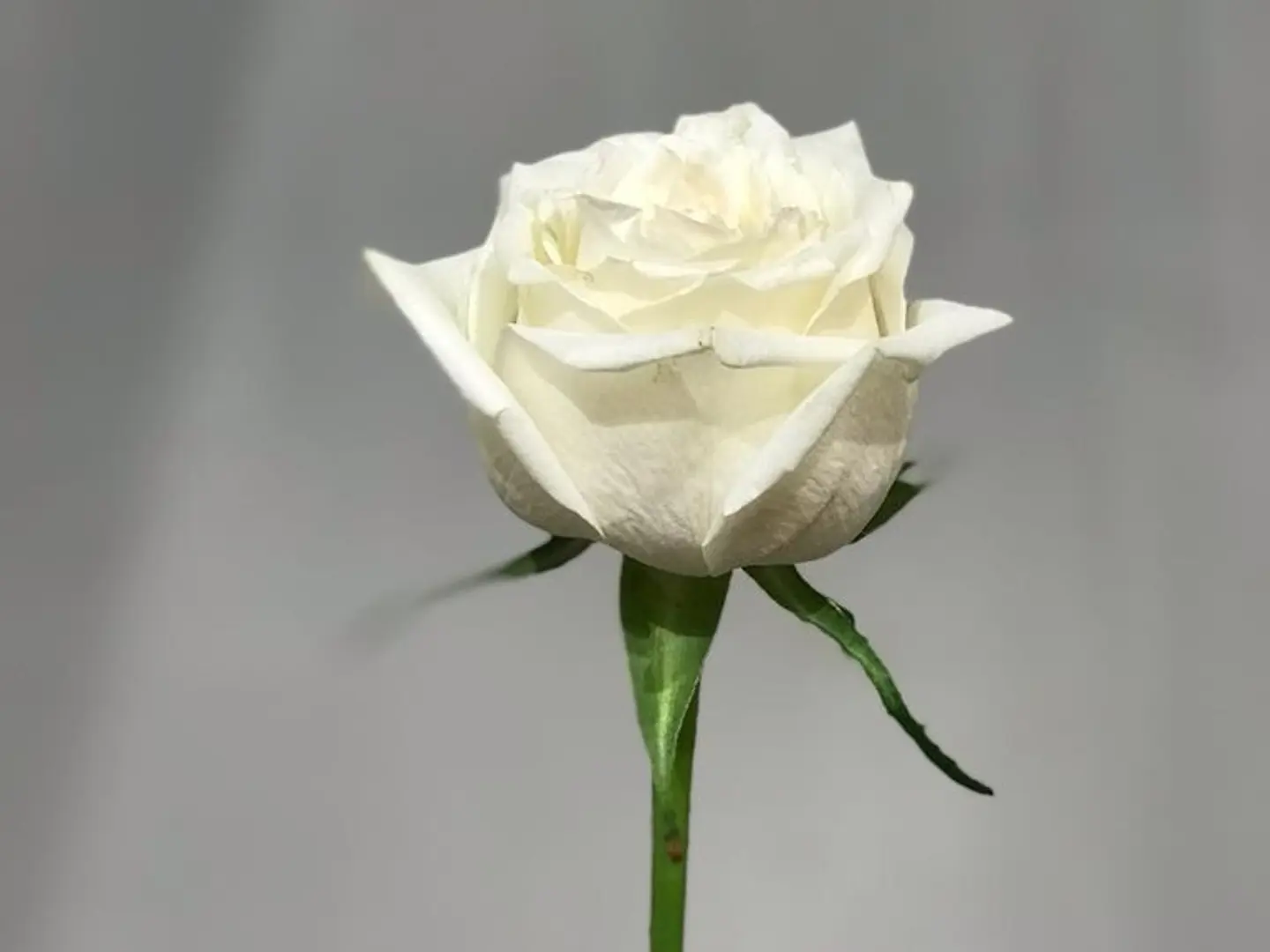 Pink Rose 2