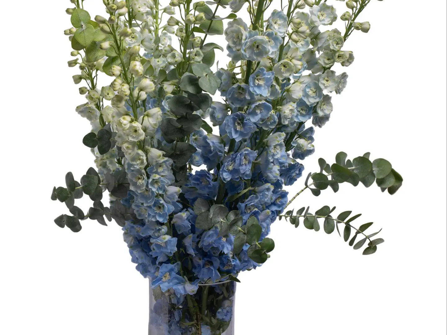 Blue Delphinium With Eucalyptus