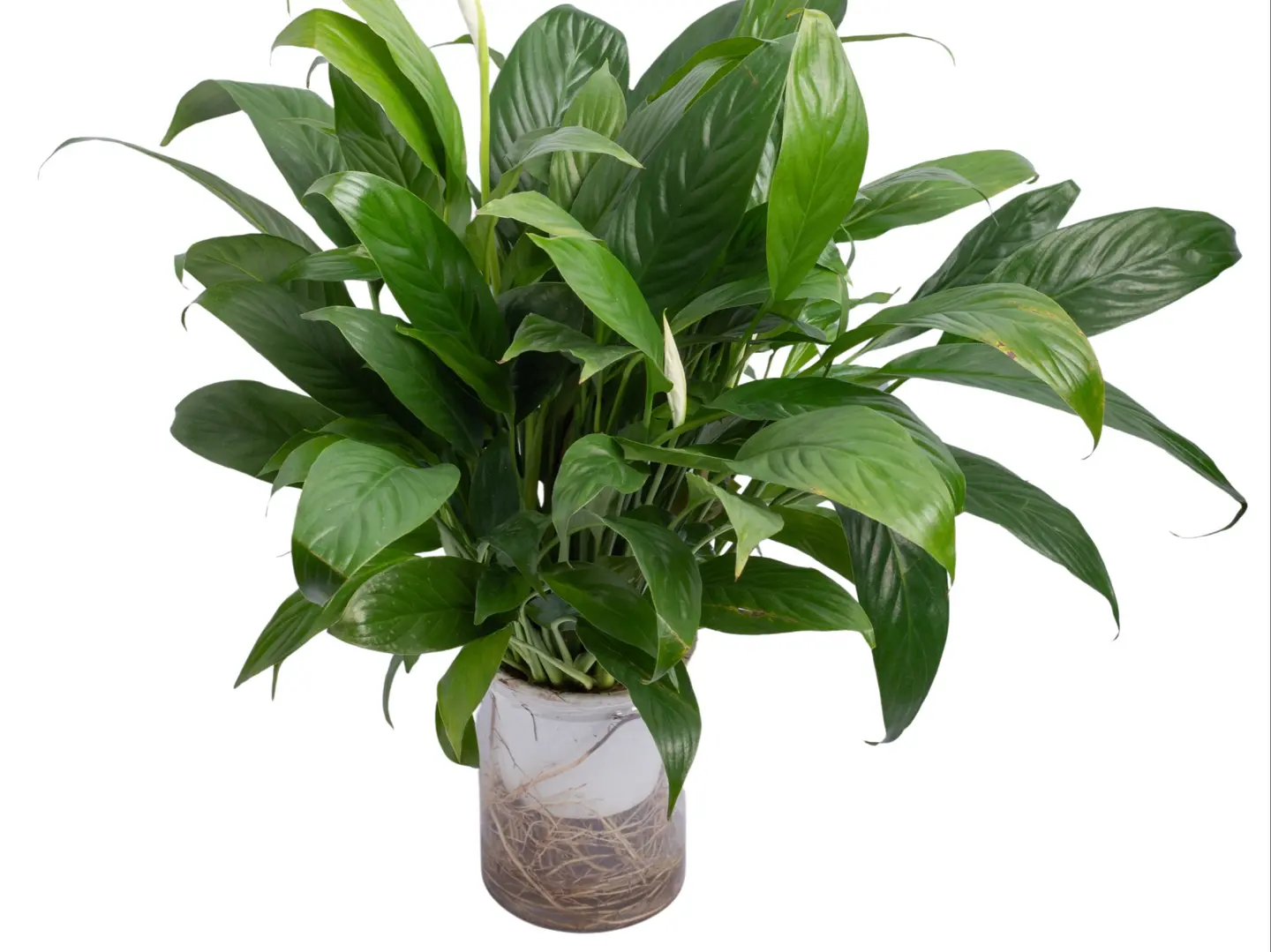 Flowering Aspentafillium Plant