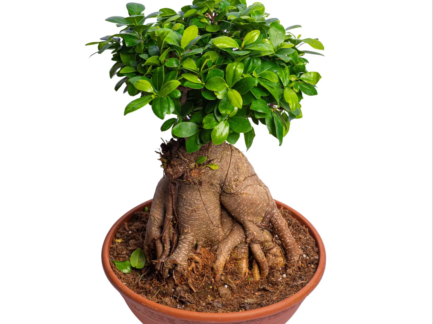 Medium Bonsai Basket