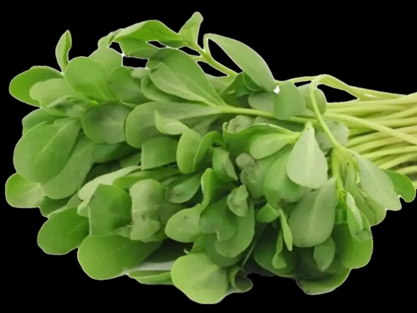 Purslane