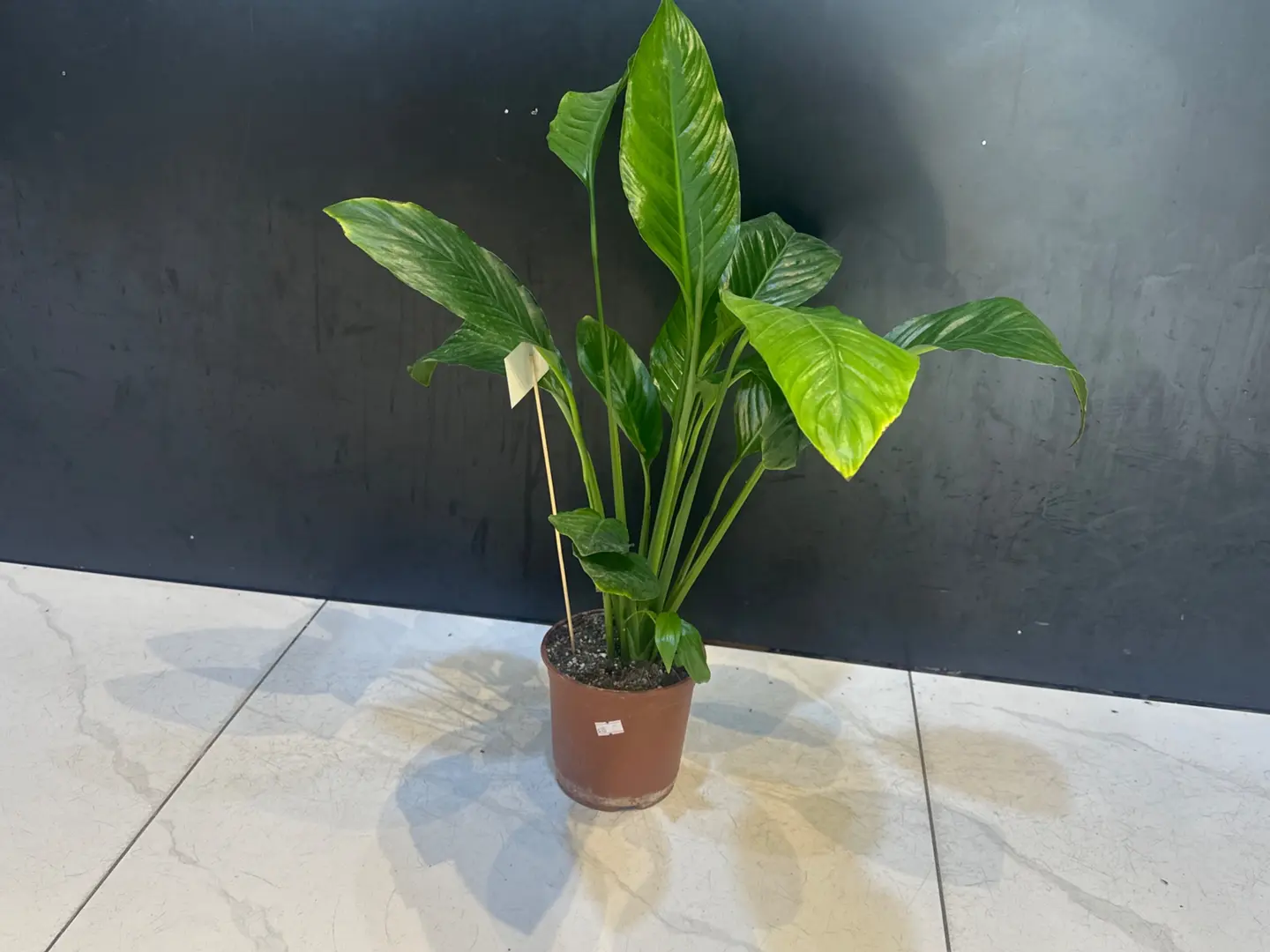 Peace Lily