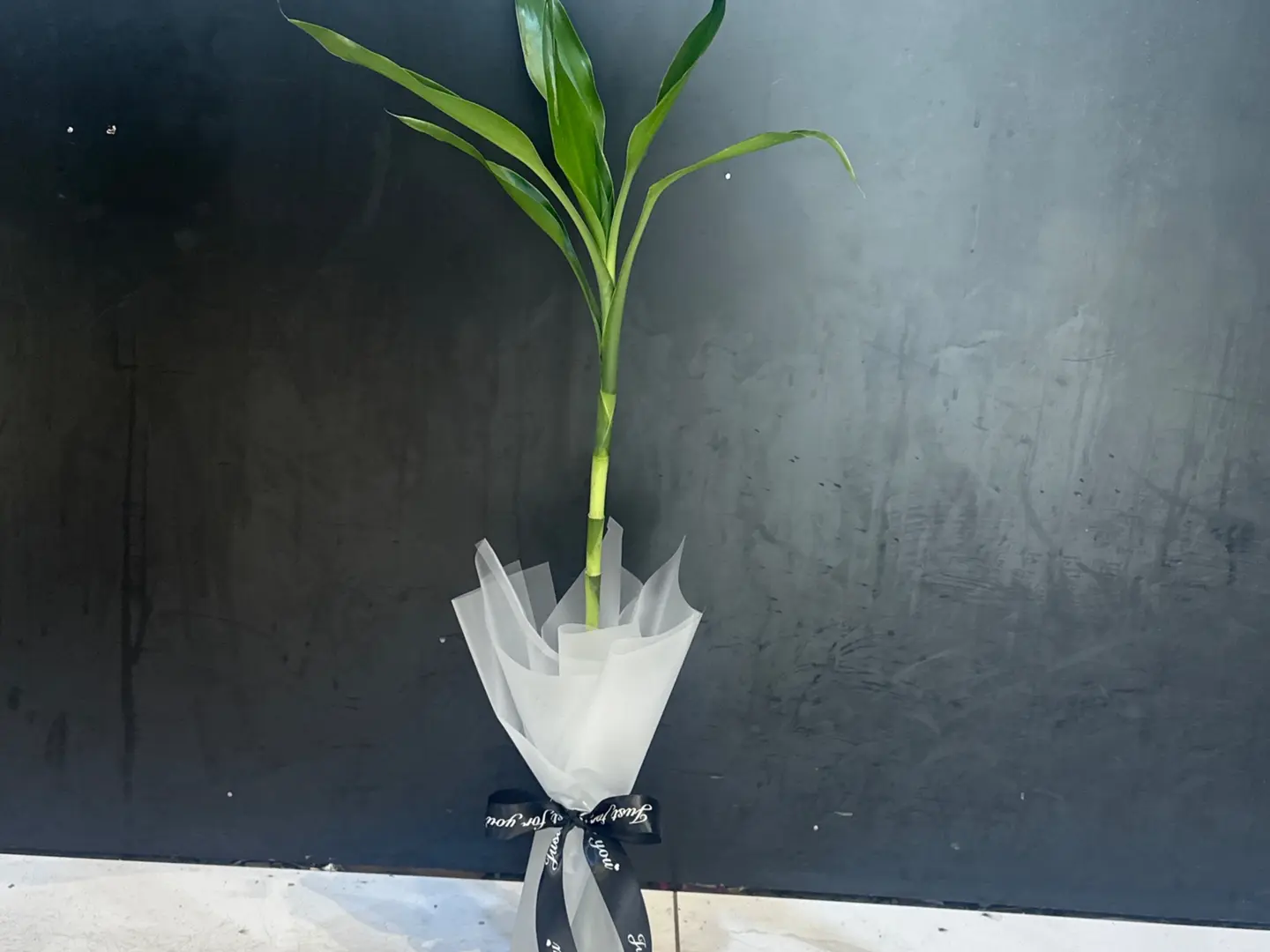Bamboo Shoot