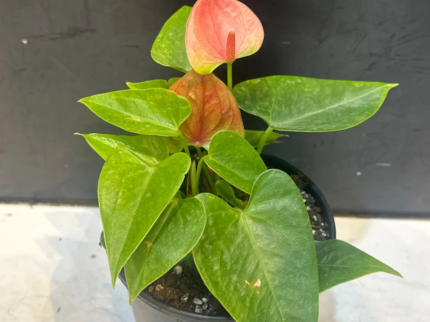 Red Anthurium Plant