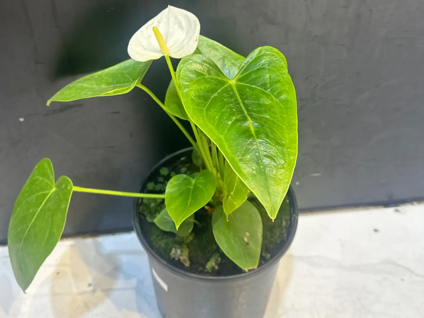 White Entrium