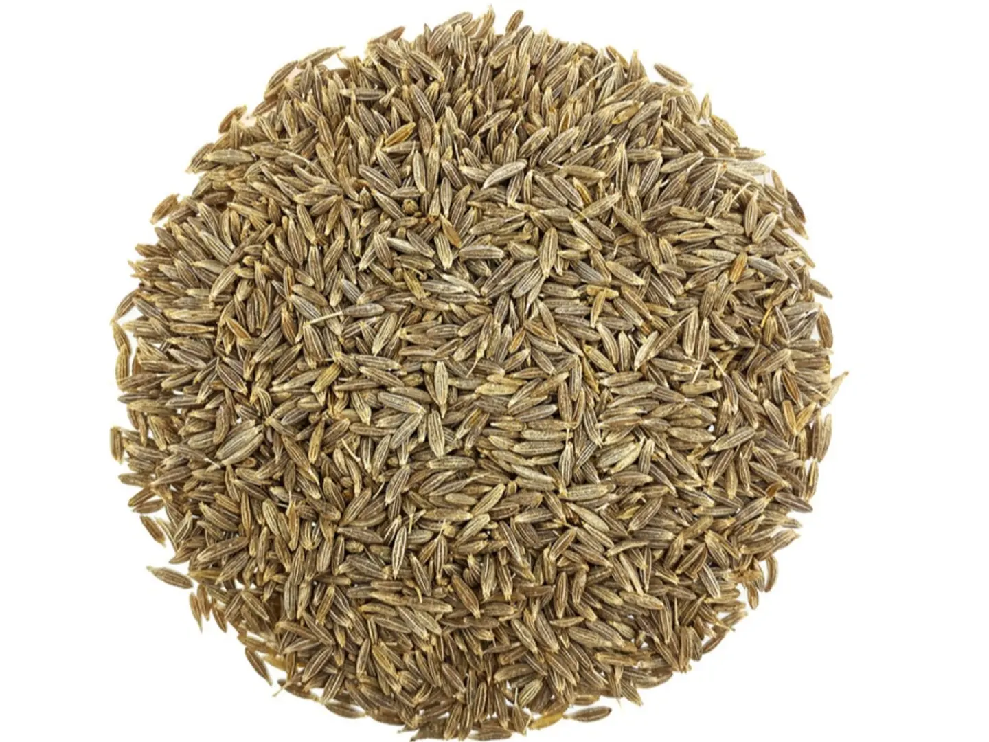 Syrian Cumin
